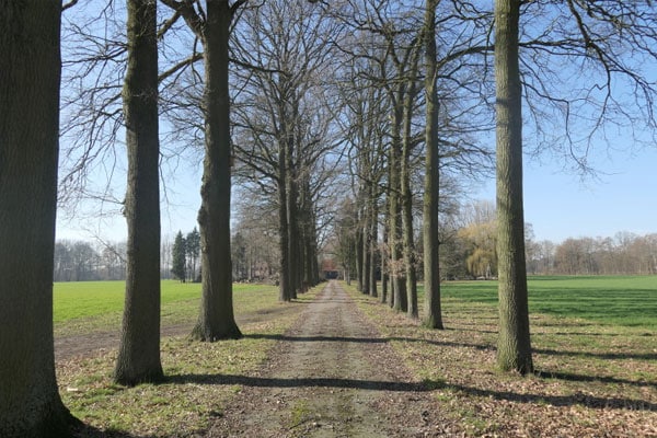 Eine Allee von Bäumen