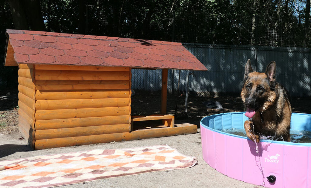 Schäferhund Cleo aus dem Tierschutzverein Gütersloh steigt aus dem Pool